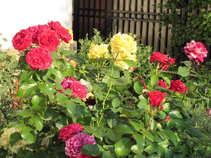 Red Leo, Julio, Julia