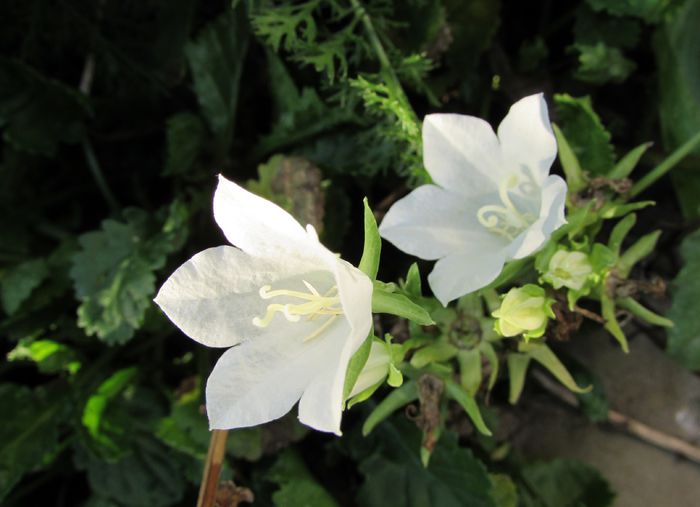 campanula persicifolia Alba - 2015 plantele mele - II