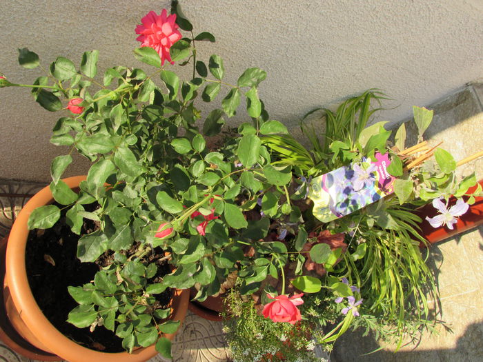 29 iulie - 2015 plantele mele - II