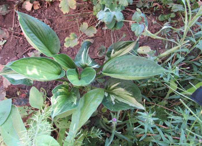 hosta War Paint ?? - 2015 plantele mele - II