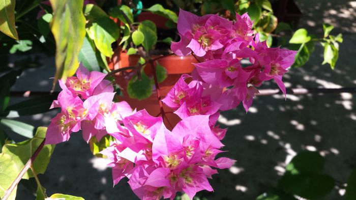 20150802_140712 - Buga