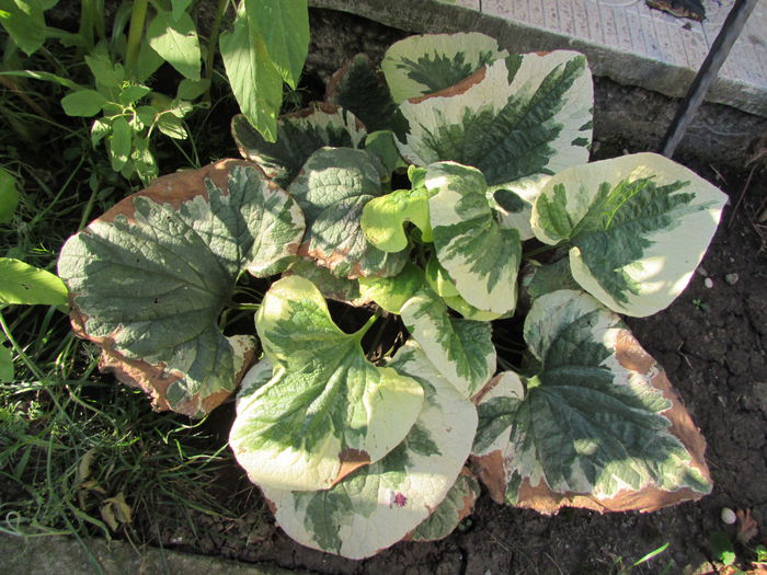 Brunnera variegated - 2015 plantele mele - II