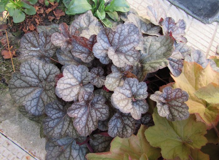 heuchera rave on - 2015 plantele mele - II