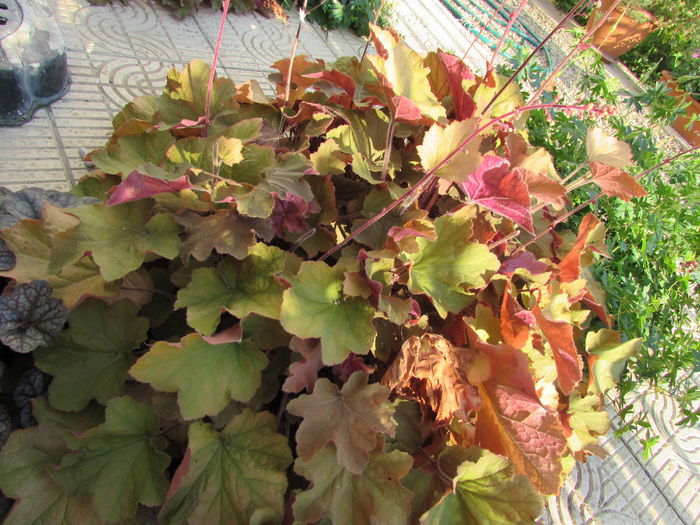 heuchera caramel - 2015 plantele mele - II