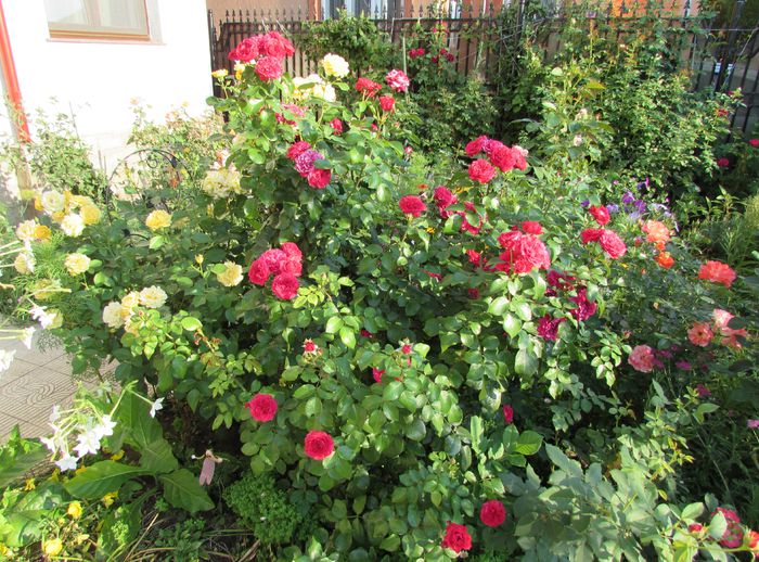 29 iulie - 2015 gradina mea
