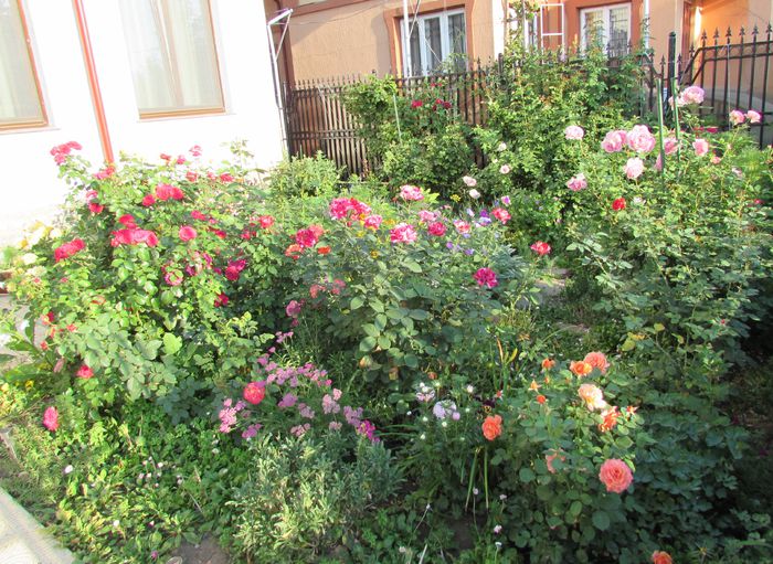 29 iulie - 2015 gradina mea