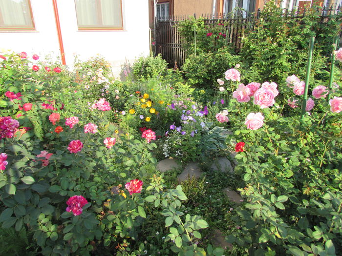 29 iulie - 2015 gradina mea