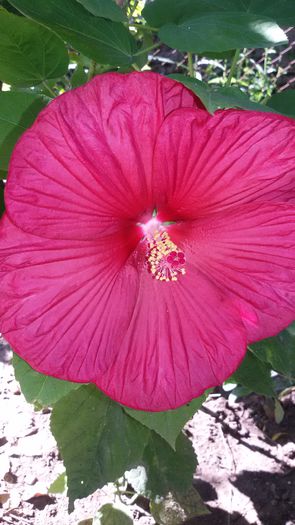 2015-08-03 10.02.28 - 7Hibiscus