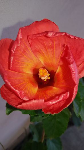 2015-08-03 10.02.56 - 7Hibiscus