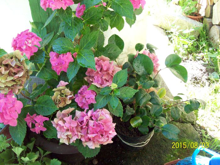 103_4920 - Hortensia