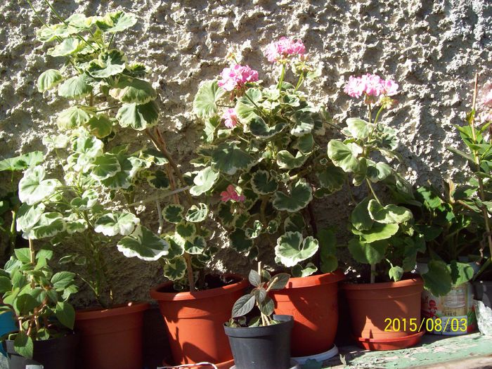 103_4933 - Muscate 2015-2016