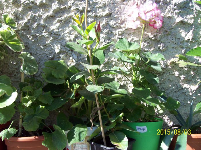 103_4934 - Muscate 2015-2016