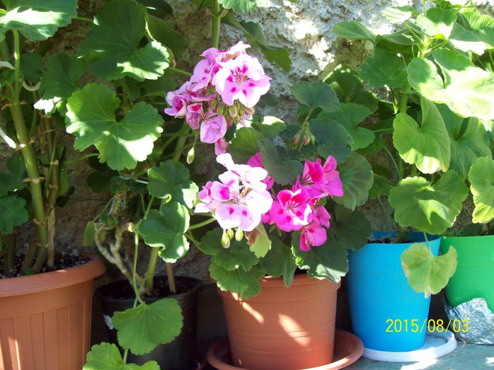 103_4935 - Muscate 2015-2016