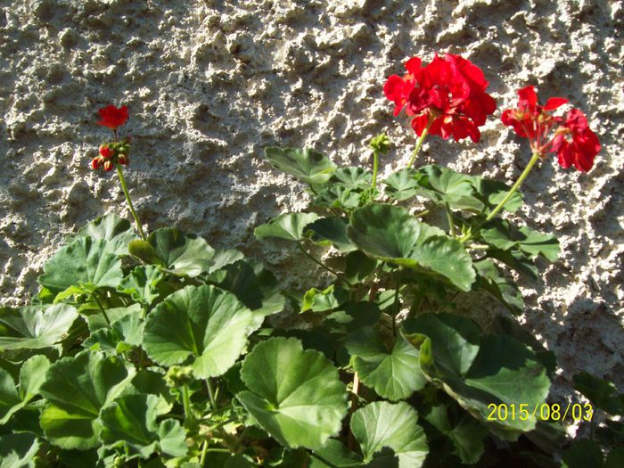 103_4936 - Muscate 2015-2016