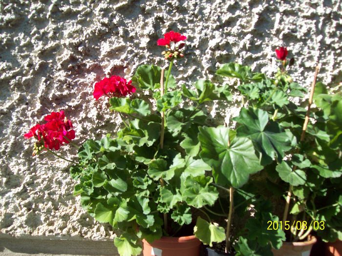 103_4939 - Muscate 2015-2016