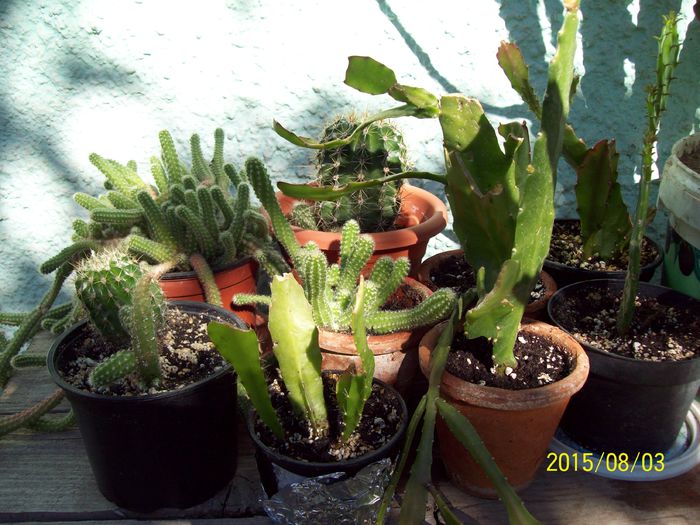 103_4929 - Cactusi