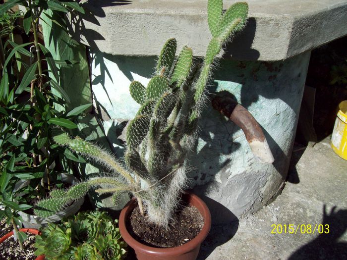 103_4943 - Cactusi