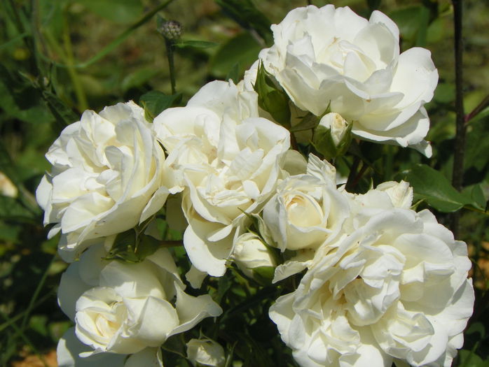 White Meidiland