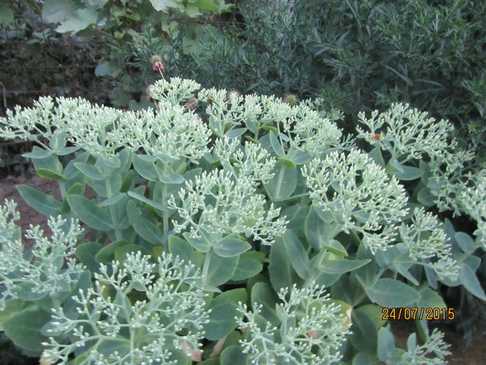 Sedum spectabilis
