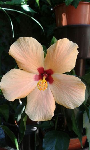 IMG-20150803-WA0074 - HIBISCUS CAIRO APRICOT-pierdut