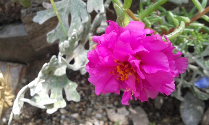 20150803_124058 - dragostea  de natura