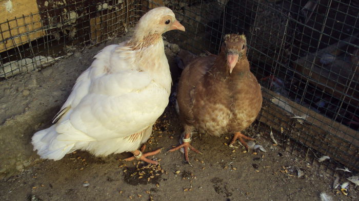 M inel EE 18293 si F inel EE 18294