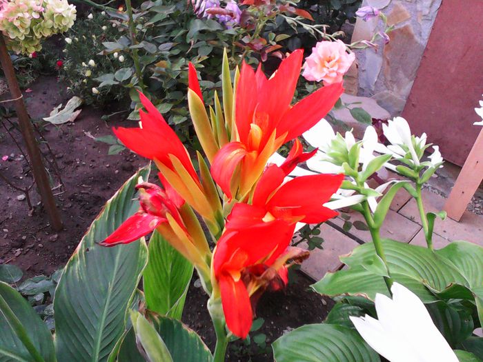 Canna - Alte plante