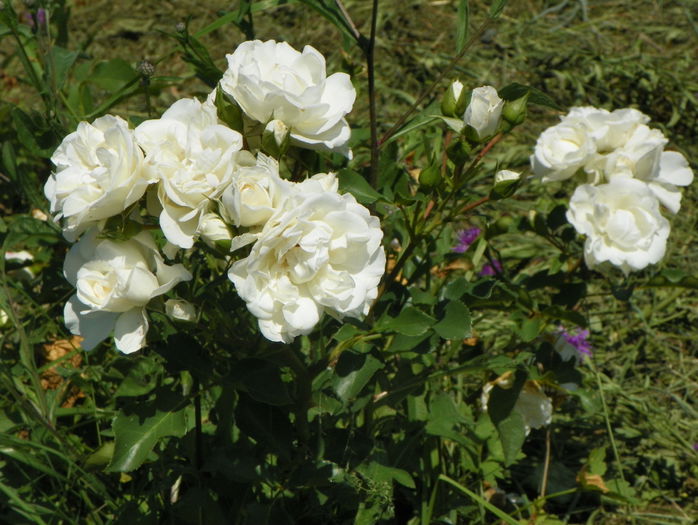 White Meidiland