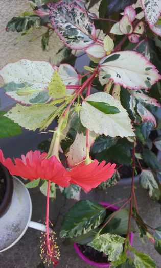 20150803_131125 - HIBISCUSI 2015