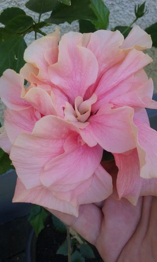 Classic Pink - HIBISCUSI 2015