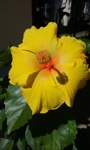 KIM - HIBISCUSI 2015