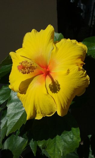 20150803_104211 - HIBISCUSI 2015