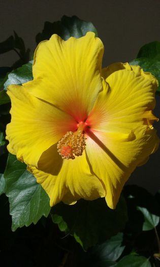 20150803_104229 - HIBISCUSI 2015