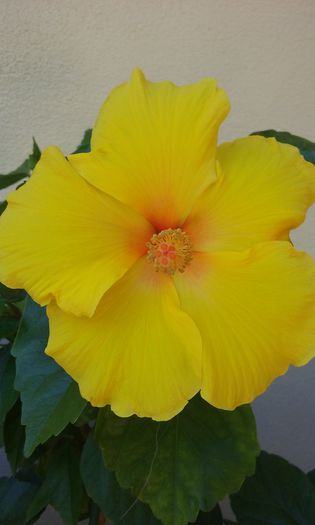 3 august 2015 - HIBISCUSI 2015