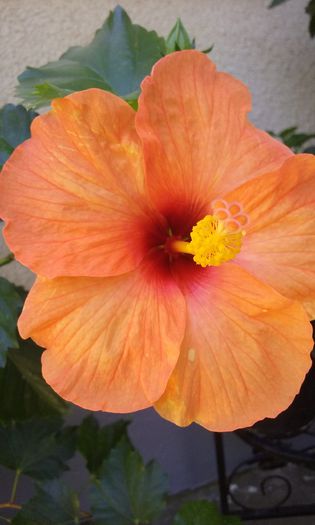 Jay's - HIBISCUSI 2015