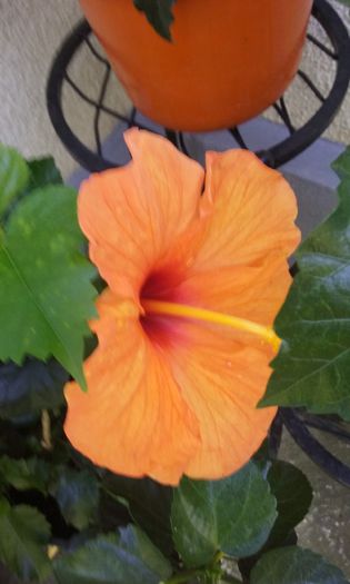 20150803_131206 - HIBISCUSI 2015