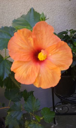 3 august 2015 - HIBISCUSI 2015