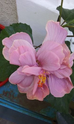 20150803_131507 - HIBISCUSI 2015