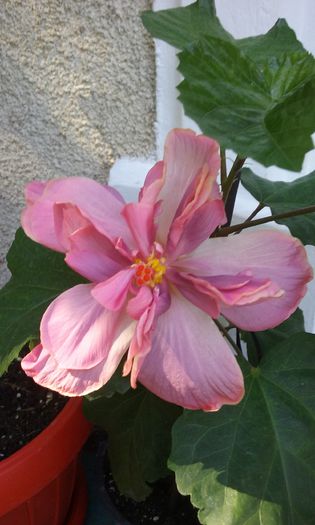 20150803_101113 - HIBISCUSI 2015