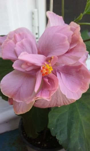 La pranz - HIBISCUSI 2015