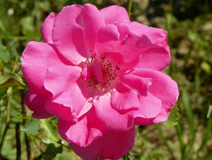 Katy Road Pink