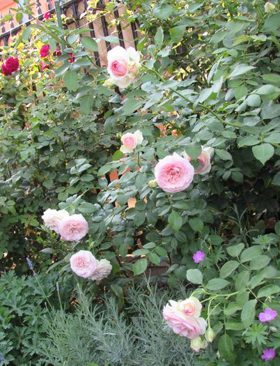 30 iulie, Eden Rose - 2015 trandafiri -V