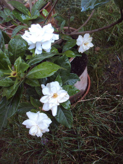 DSC03699 - Gardenia si azalee