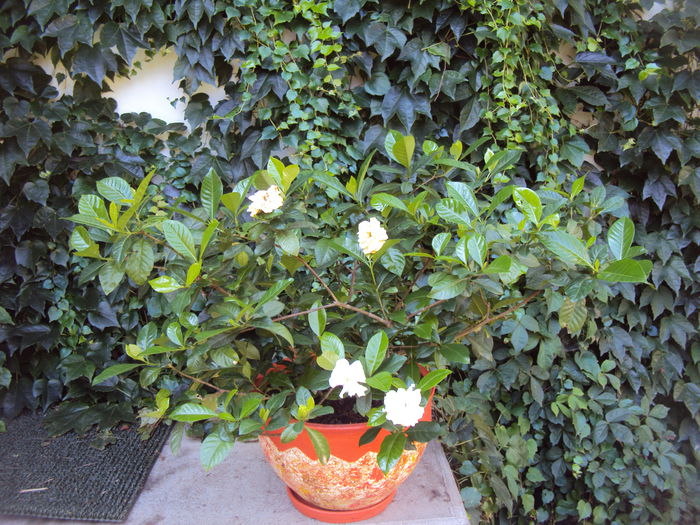 DSC03846 - Gardenia si azalee