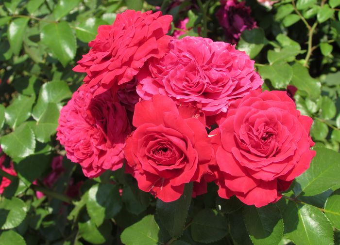 Red Leonardo da Vinci - 2015 trandafiri -V