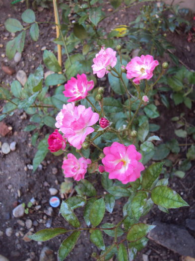 DSC03788 - Orléans Rose