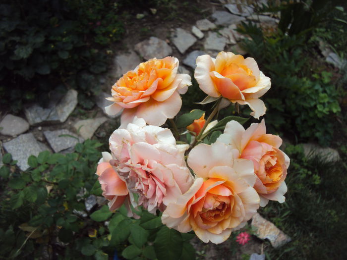 DSC03590