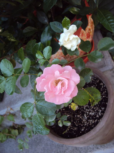 DSC04278