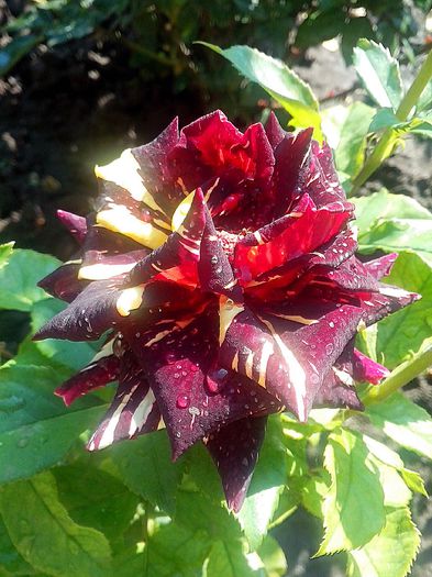 TH.Nr.19 - 0 TRANDAFIRI DIMOV 2015