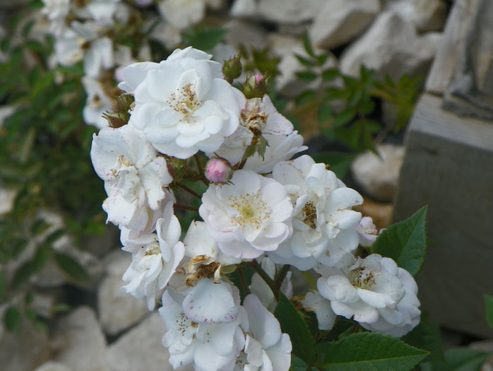 Perennial Blush - Trandafiri 2015 2